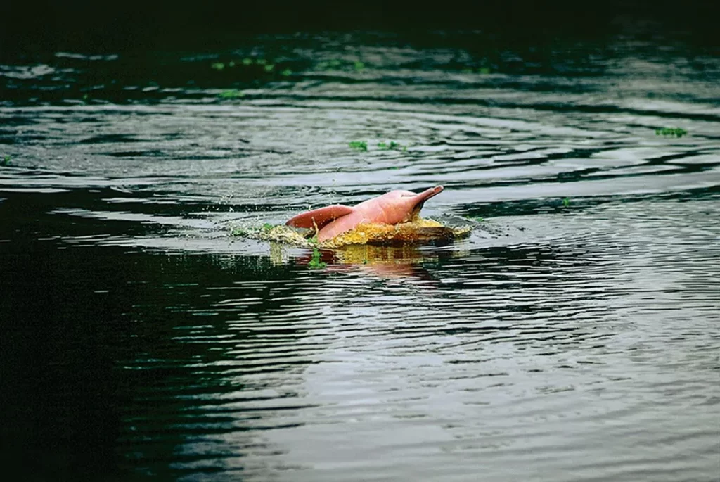 delfini rosa in Amazzonia