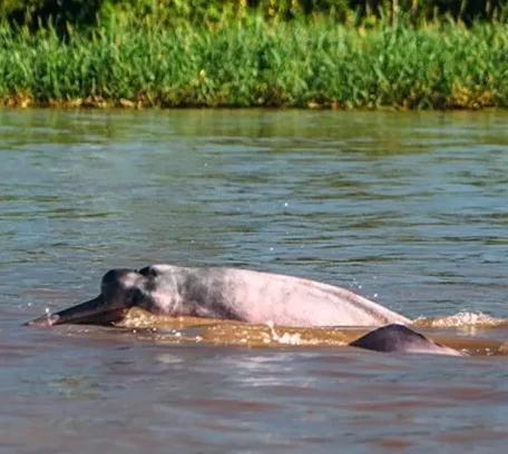delfini rosa in Amazzonia