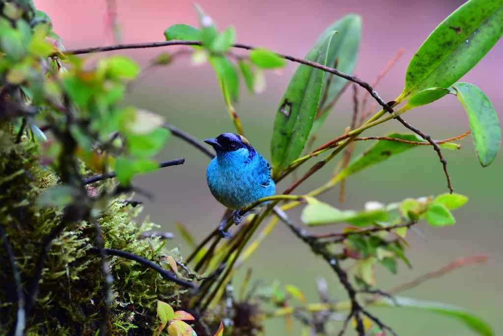 uccelli dell'equatore in amazzonia