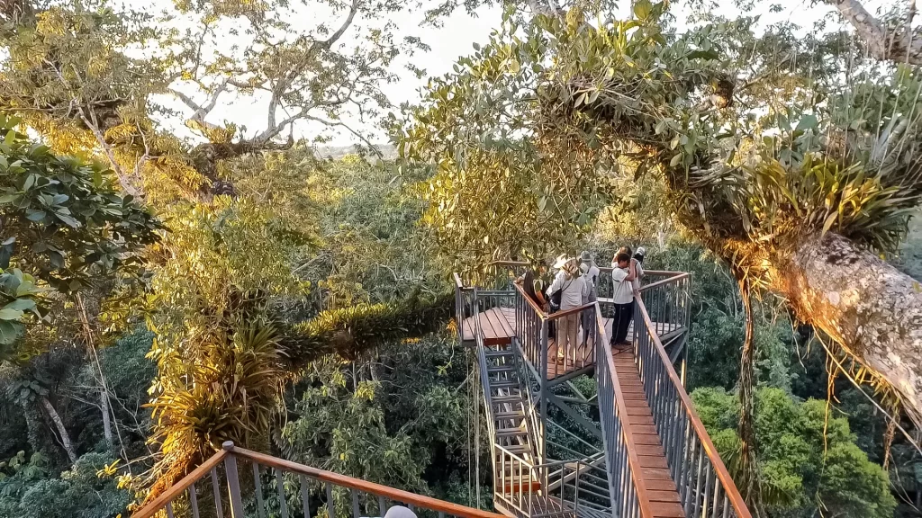uccelli dell'equatore in amazzonia