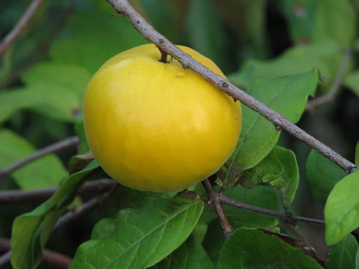 frutti dell'amazzonia ecuadoriana