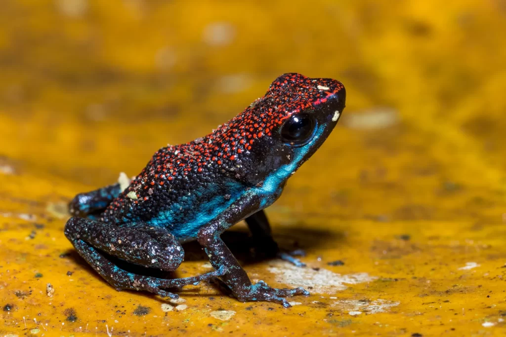 rane e rospi dell'Amazzonia ecuadoriana