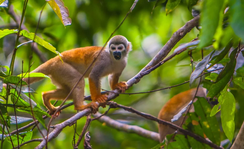 fauna dell'amazzonia specie scimmie