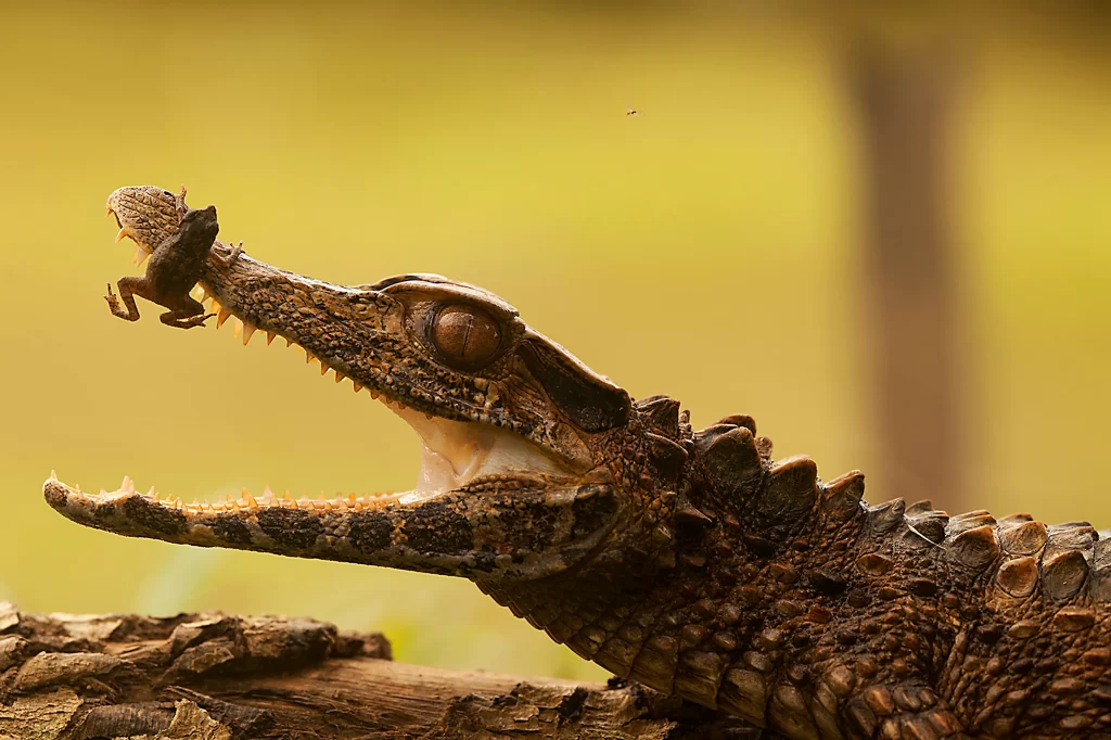 Rettili come coccodrilli, vipere e sauri nell'Amazzonia