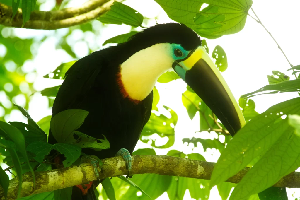 fauna dell'amazzonia uccelli tulcan
