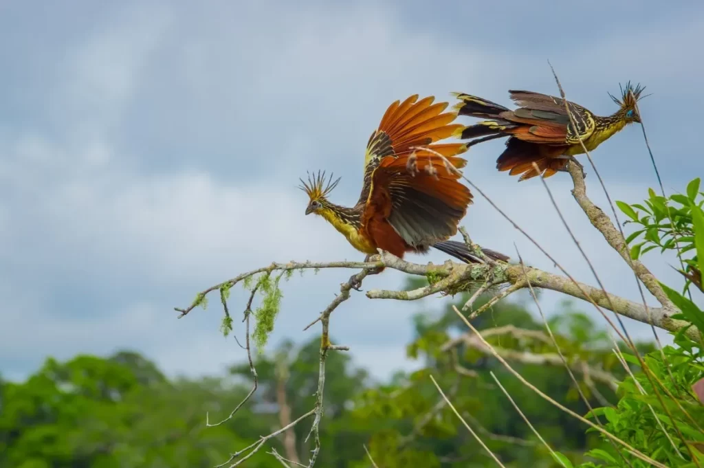 Hoatzin, Opisthocomus hoazin