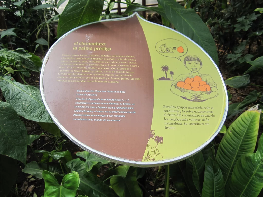 frutti dell'amazzonia ecuadoriana