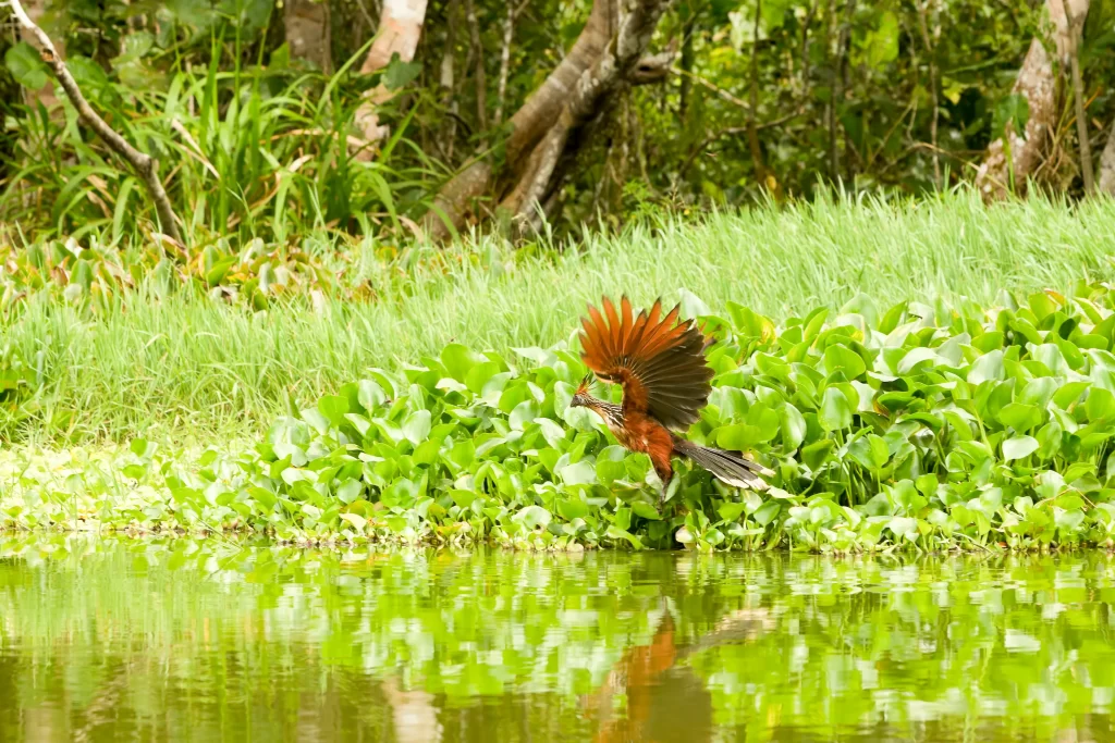 Hoatzin, Opisthocomus hoazin