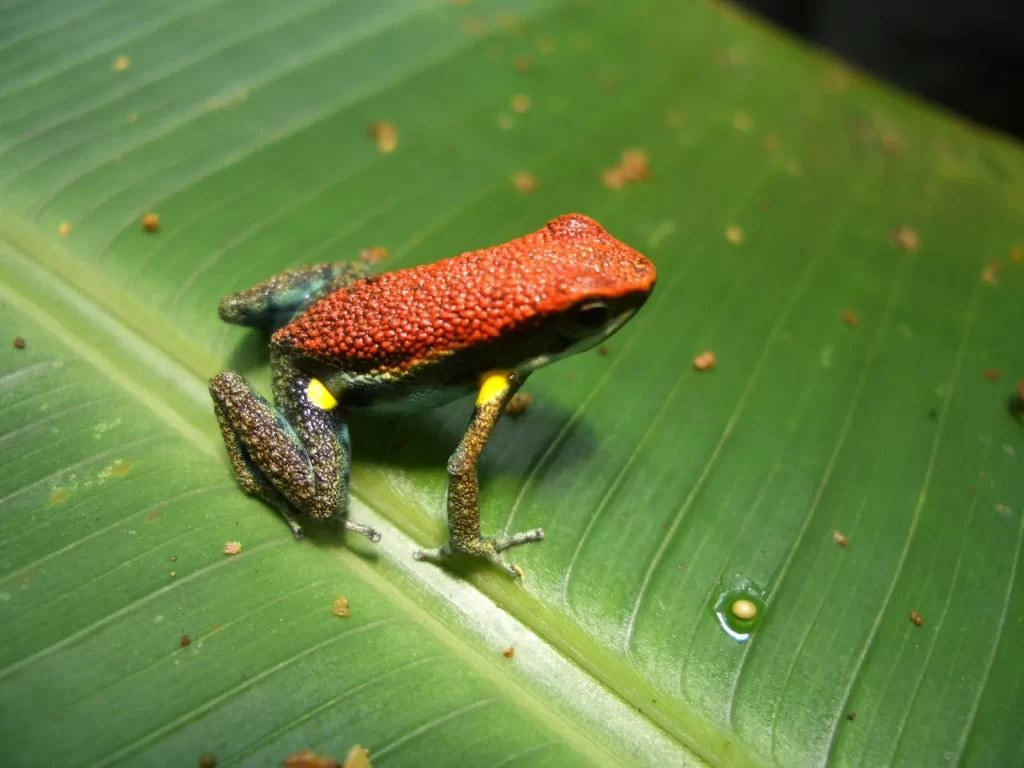 fauna dell'amazzonia specie anfibie