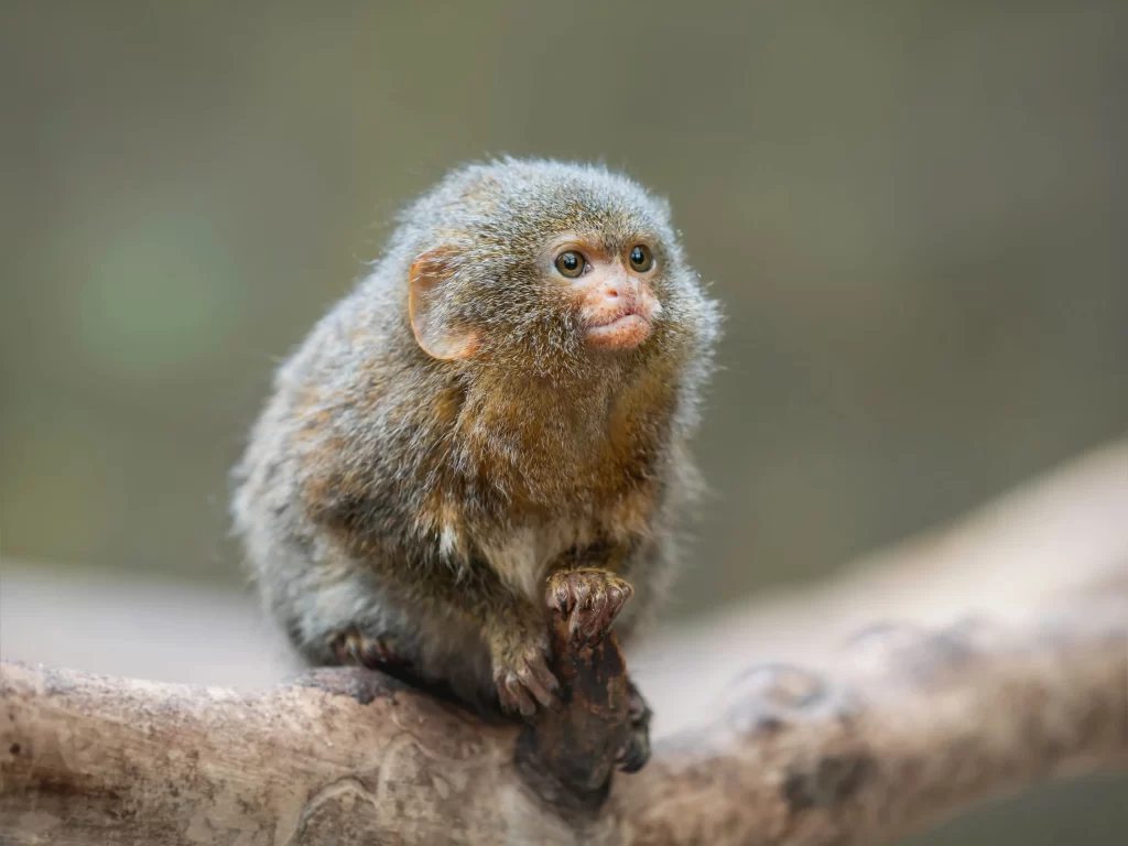 biodiversità in Amazzonia , ecoturismo