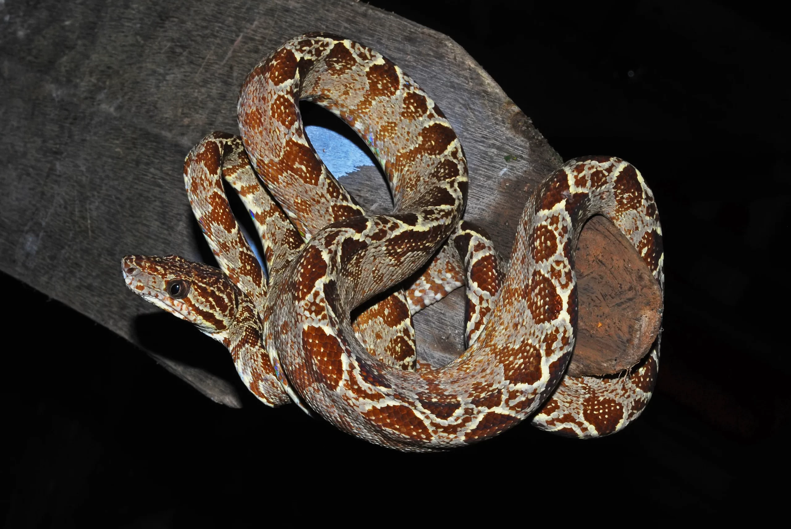 anaconda e boa
