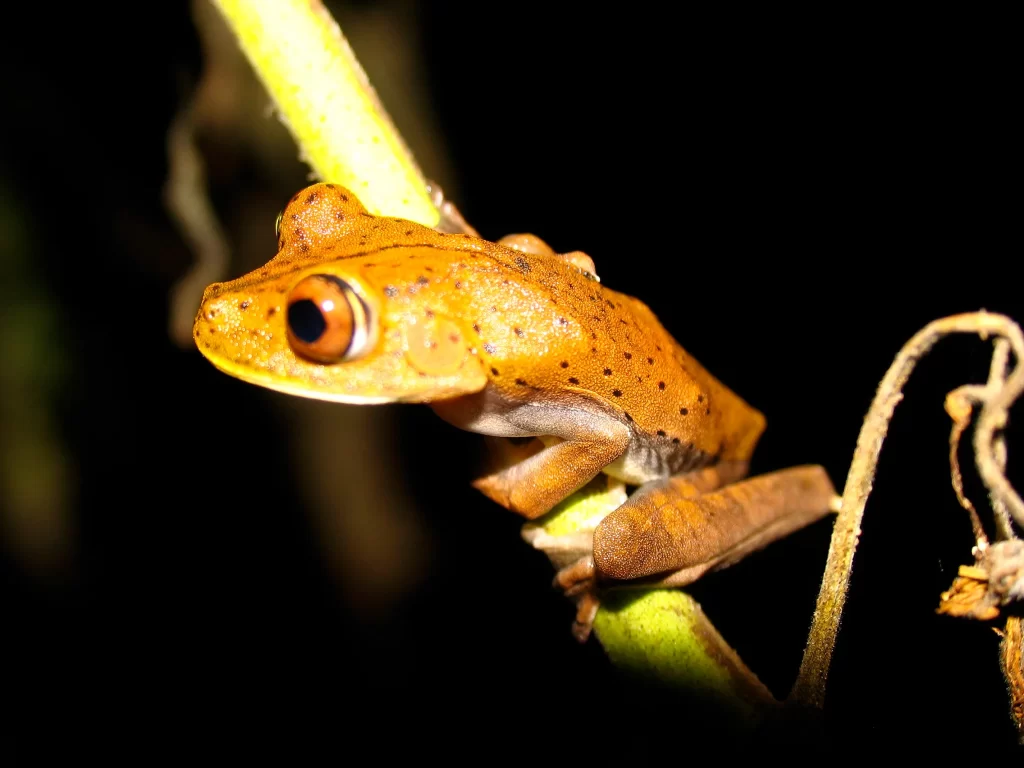 rane e rospi dell'Amazzonia ecuadoriana