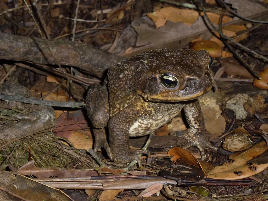 rane e rospi dell'Amazzonia ecuadoriana