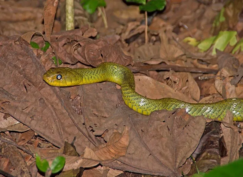 Rettili come coccodrilli, vipere e sauri nell'Amazzonia