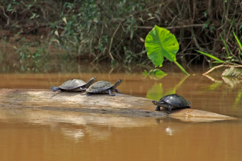 tartarughe dell'Amazzonia ecuadoriana a rischio